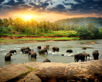 PUENTE DE DICIEMBRE : FANTASIAS DE SRI LANKA